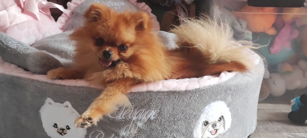 Ritchie des pom's de la palissanderie