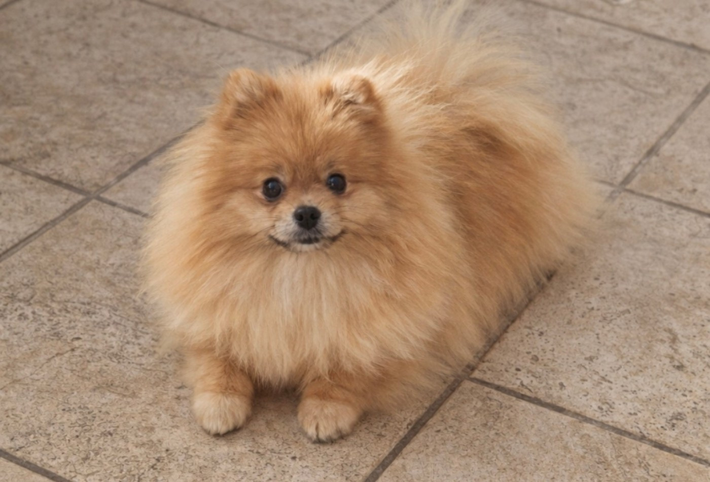 Am i beauty De L'esquisse Sauvage