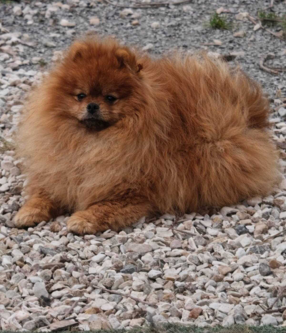 Aston Martin De L'esquisse Sauvage