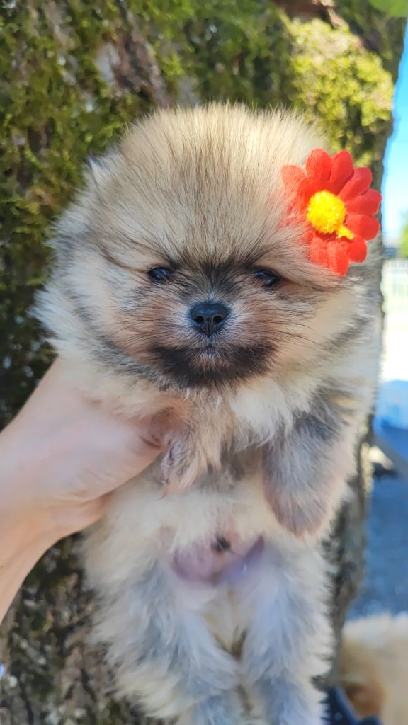 Aurore Fouet - Chiots disponibles - Spitz allemand