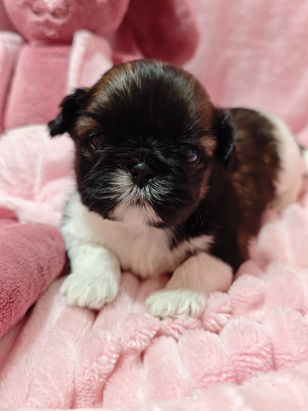 Aurore Fouet - Chiots disponibles - Shih Tzu
