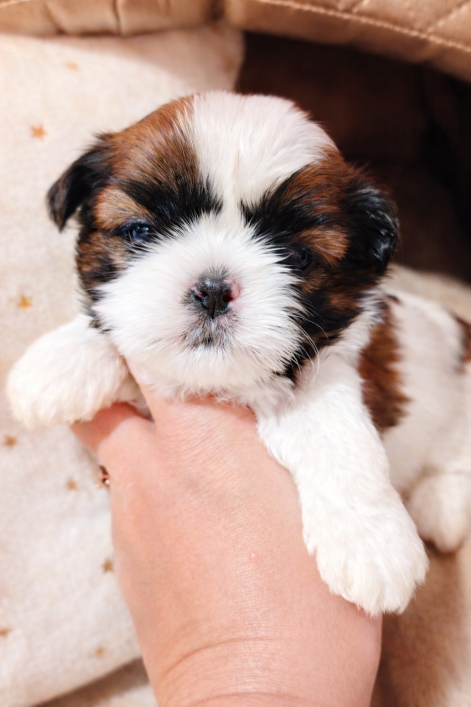 Aurore Fouet - Chiots disponibles - Shih Tzu