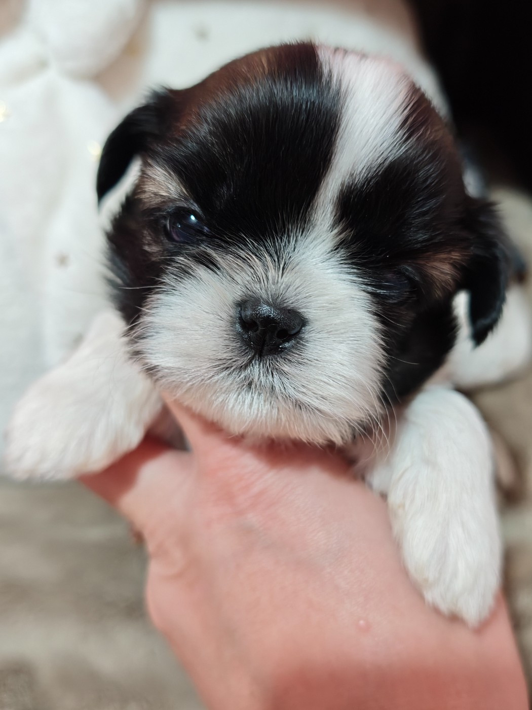 Aurore Fouet - Chiots disponibles - Shih Tzu