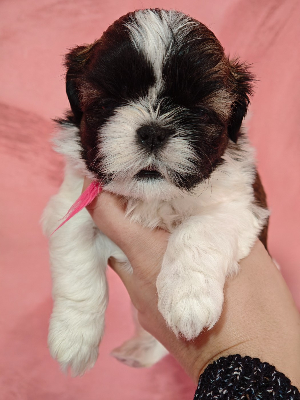 Aurore Fouet - Chiots disponibles - Shih Tzu