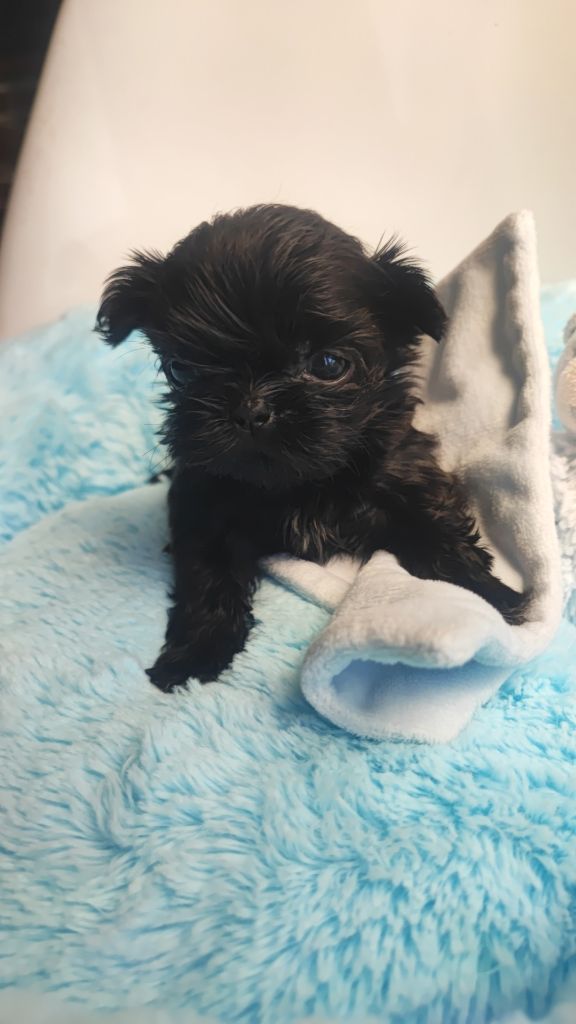 Aurore Fouet - Chiots disponibles - Shih Tzu