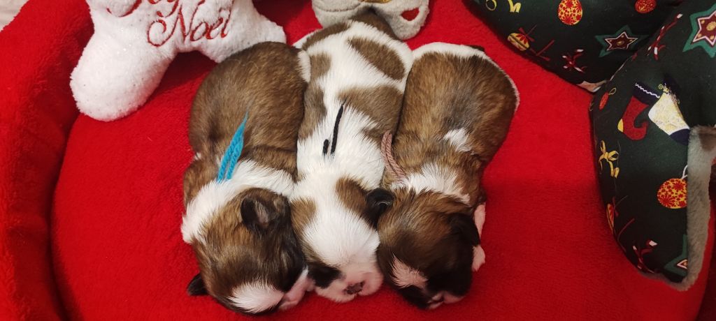 Chiot Shih Tzu Aurore Fouet