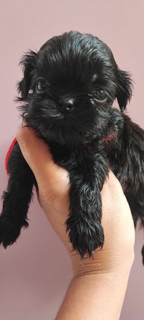 Aurore Fouet - Chiots disponibles - Shih Tzu