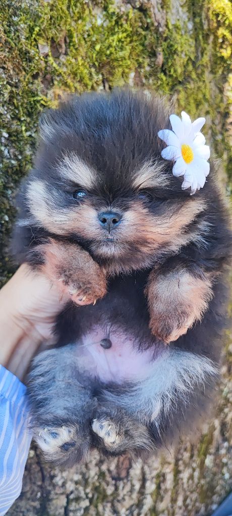 Aurore Fouet - Chiots disponibles - Spitz allemand