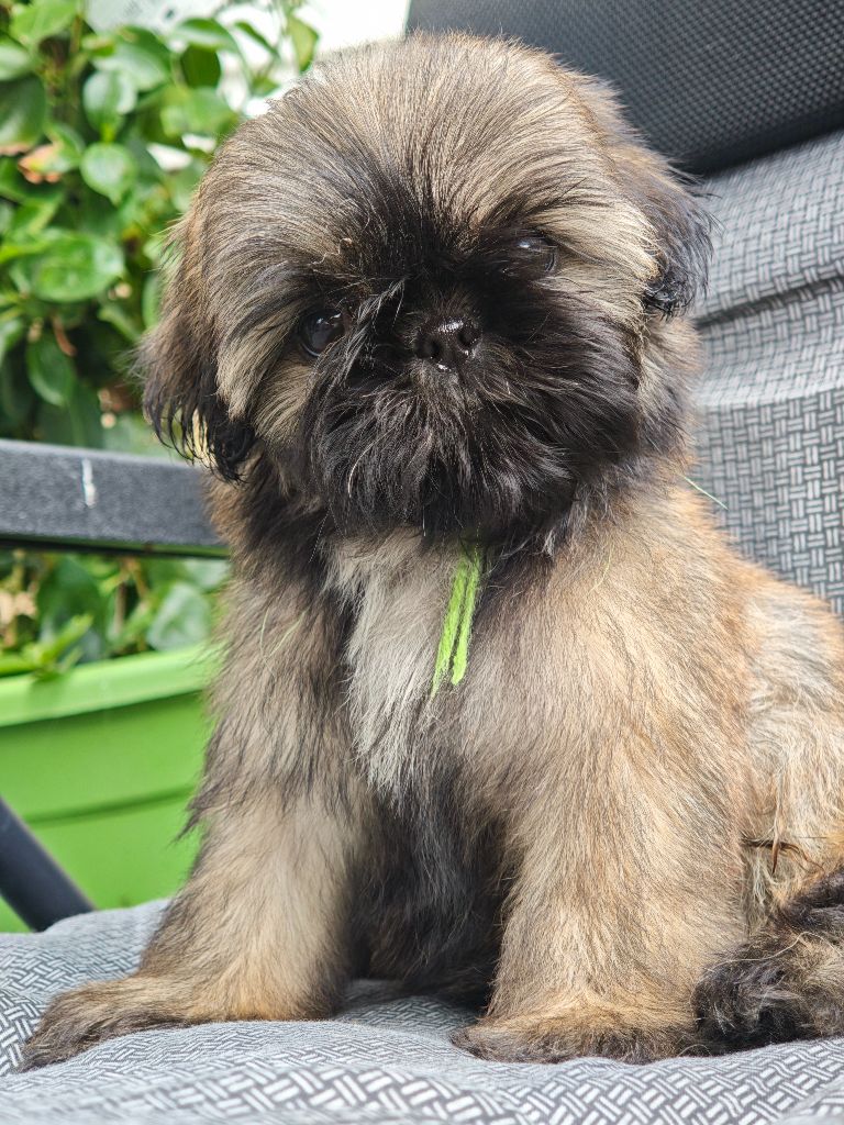 Aurore Fouet - Chiots disponibles - Shih Tzu