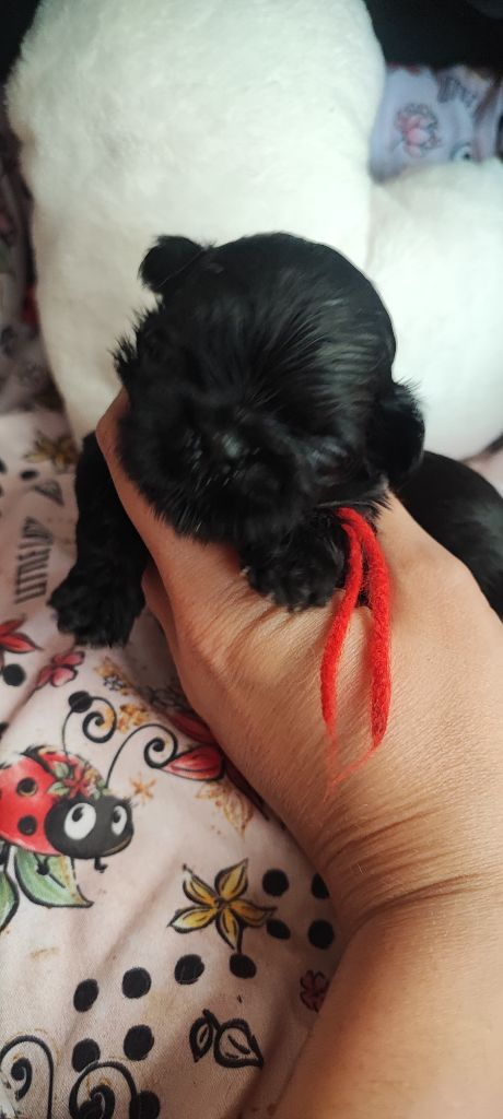 Aurore Fouet - Chiots disponibles - Shih Tzu