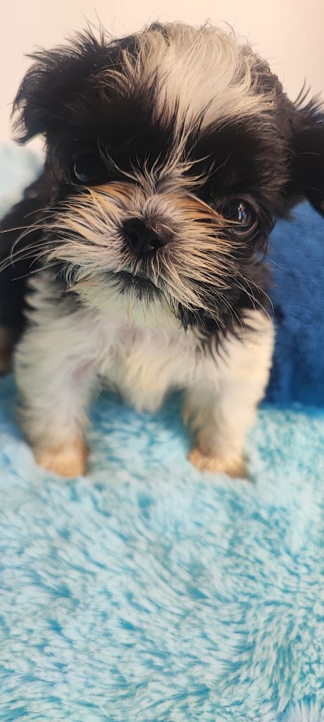Aurore Fouet - Chiots disponibles - Shih Tzu