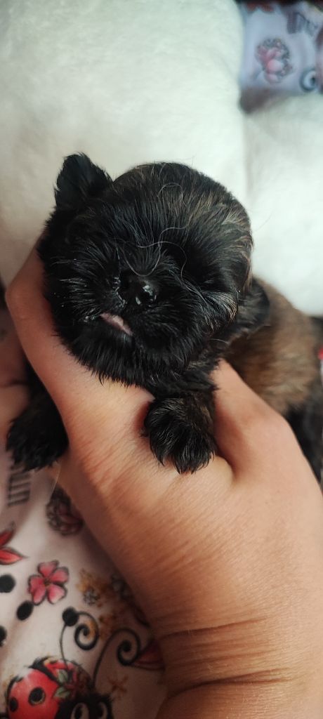 Aurore Fouet - Chiots disponibles - Shih Tzu