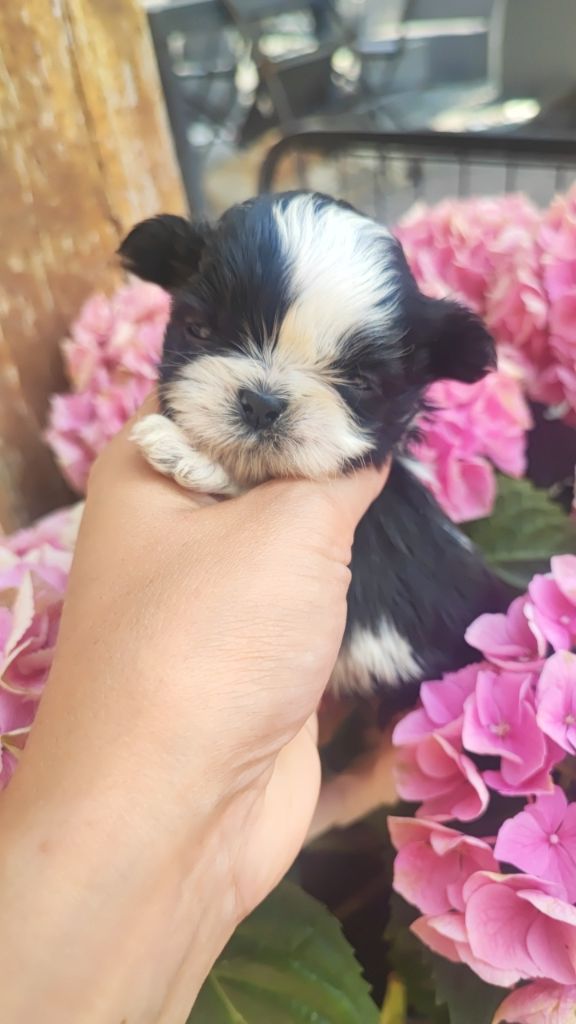 Aurore Fouet - Chiots disponibles - Shih Tzu