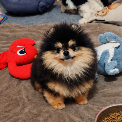 Astro (nom provisoire)