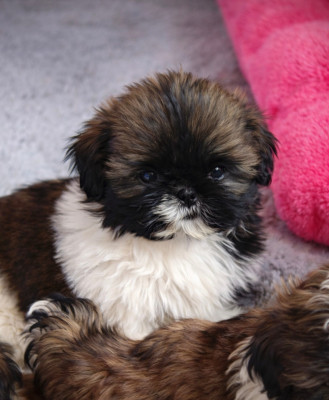 Femelle sans collier