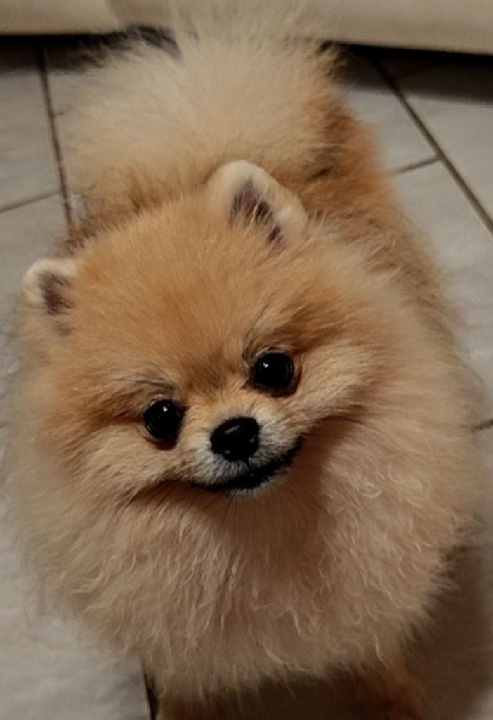 Aurore Fouet - Chiots disponibles - Spitz allemand