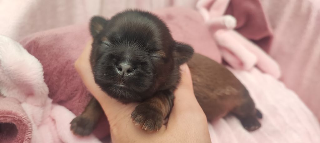 Aurore Fouet - Shih Tzu - Portée née le 16/09/2024