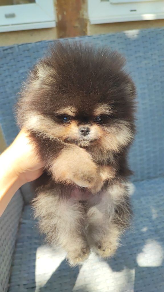 Aurore Fouet - Chiots disponibles - Spitz allemand