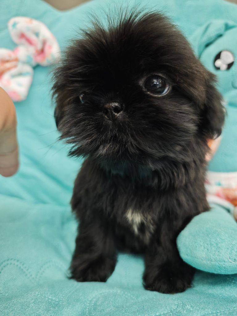 Aurore Fouet - Chiots disponibles - Shih Tzu