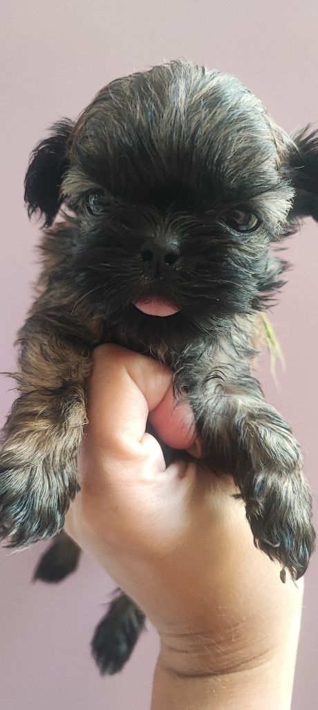 Aurore Fouet - Chiots disponibles - Shih Tzu